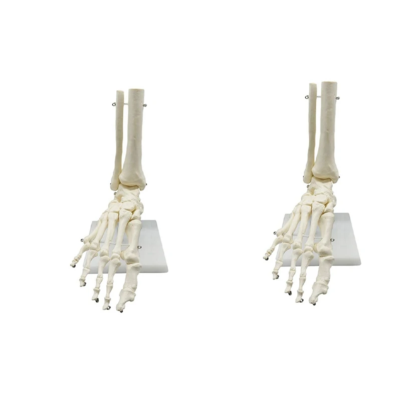 2X 1: 1 Анатомическая модел на крака на човешкия скелет, стъпало и глезен с долната част на крака, Анатомическая модел ресурси, Учебни ресурси по анатомия
