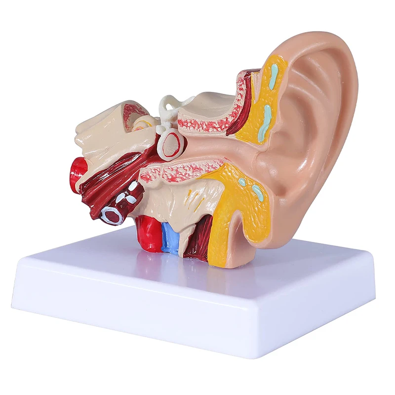 Външни уши Анатомията на човешкото ухо Модел орган 1,5 пъти повече естествена величина Модел на ухо, Медицинската наука Анатомический кабинет Модел на дисплея