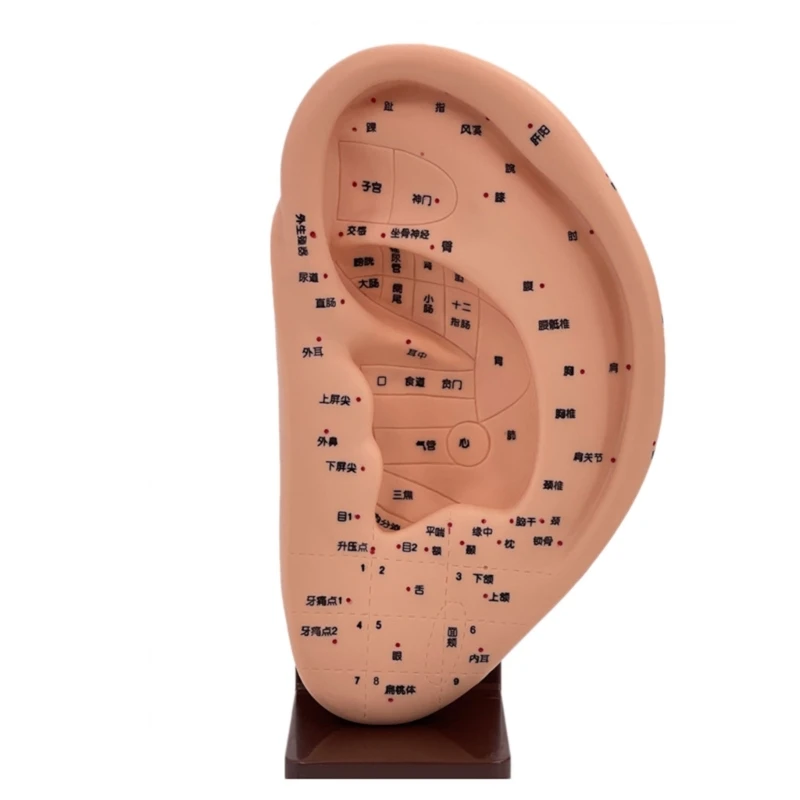 Модел масаж на ухото Масажни Инструменти Анатомическая Модел ухото Образователна Модел Акупунктурной точка на ухото Обучение модел на дисплея Акупунктурной точка на ухото Челночный кораб